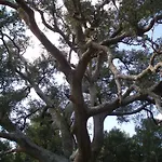 Masia De La Serra De La Cogulla