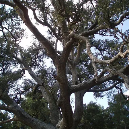 Masia De La Serra De La Cogulla
